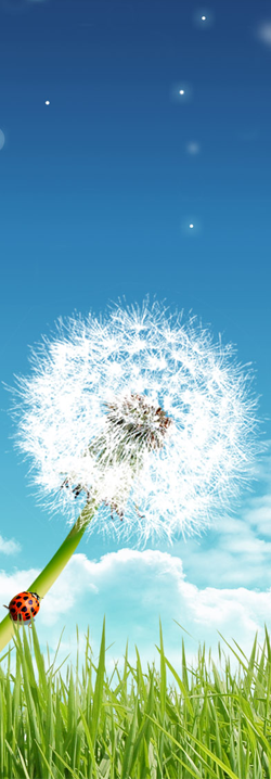 Natural Allergy Therapy